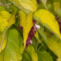 Himalayan Honeysuckle